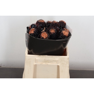Banksia Wx Halloween Black