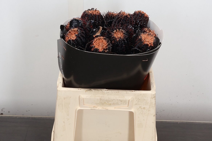 <h4>Banksia Wx Halloween Black</h4>