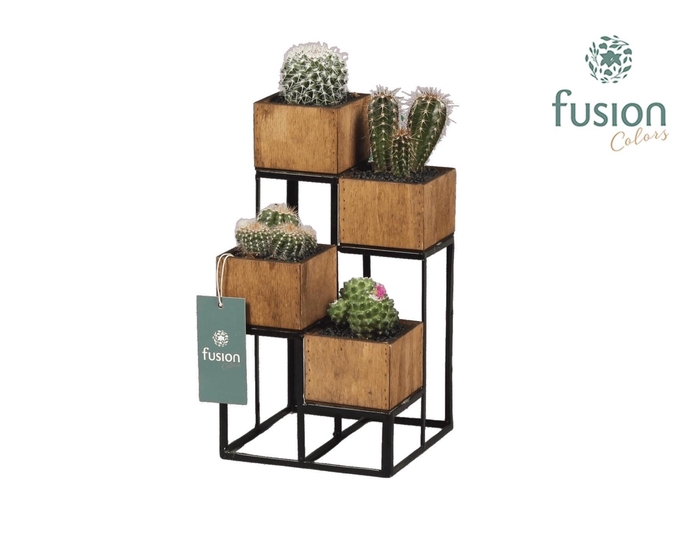 <h4>Metaal rek met 4 cactussen</h4>