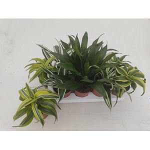 Dracaena mix 12Ø 22cm 1pp