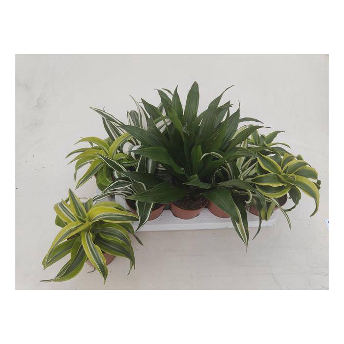 <h4>Dracaena mix 12Ø 22cm 1pp</h4>