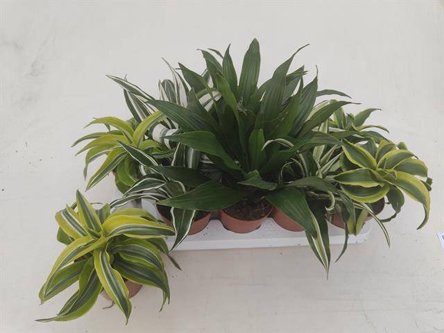 Dracaena mix 12Ø 22cm 1pp