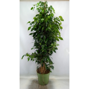 Ficus benja. 'Danielle'