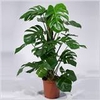 MONSTERA DELICIOSA
