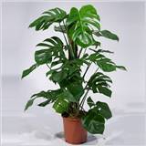 MONSTERA DELICIOSA