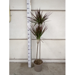 Dracaena marg. 'Magenta'