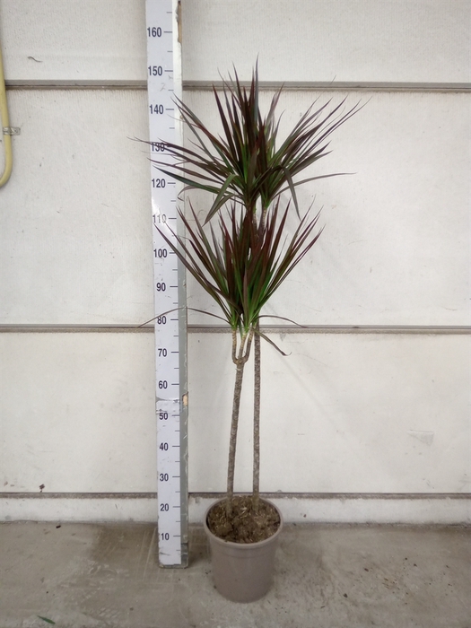 <h4>Dracaena marg. 'Magenta'</h4>