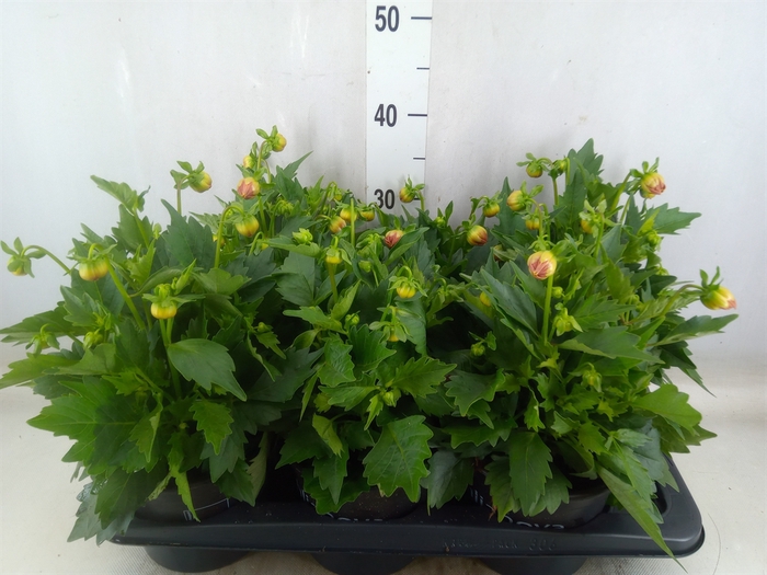 <h4>Dahlia  'Summerbees Salmon bico'</h4>