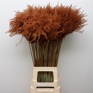 Dried Stipa Feather Chocolate