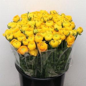 Ran El Sr Yellow Extra