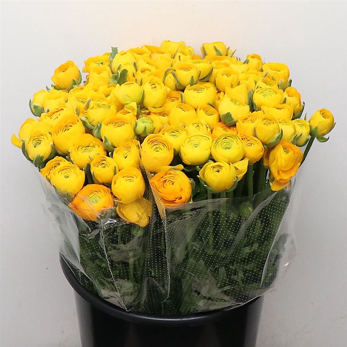 <h4>Ran El Sr Yellow Extra</h4>