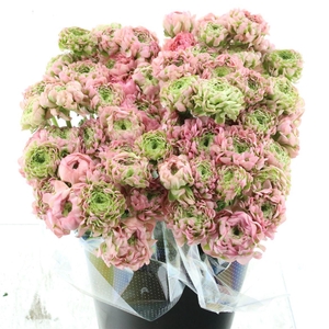 Ran Ponpon Alice Extra