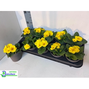 PRIM ACAULIS GEMENGD