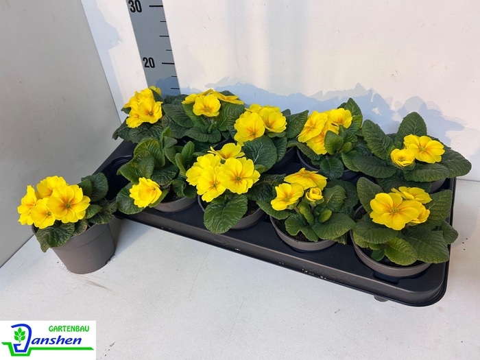 <h4>PRIM ACAULIS GEMENGD</h4>