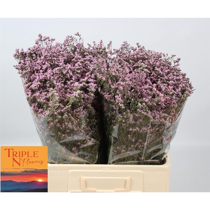 <h4>Lim Safora Oshi Pink</h4>