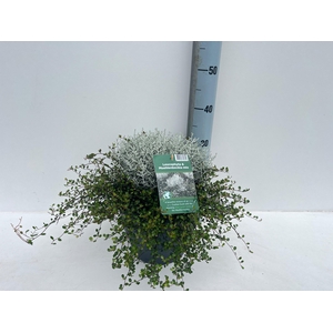 LEUCOPH BROWNII