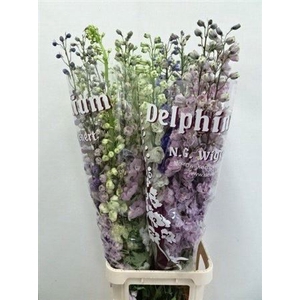 Delph Du Gem In Bos