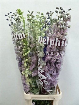 <h4>Delph Du Gem</h4>