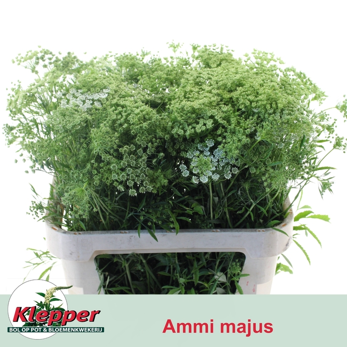 <h4>SNIJBLOEMEN OV BS</h4>