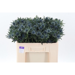 Eryn Aquarius Qstar 50cm