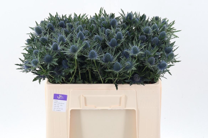 <h4>Eryn Aquarius Qstar 50cm</h4>