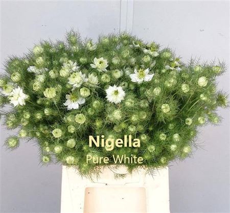 <h4>Nigella Da Ov Wit Bs</h4>