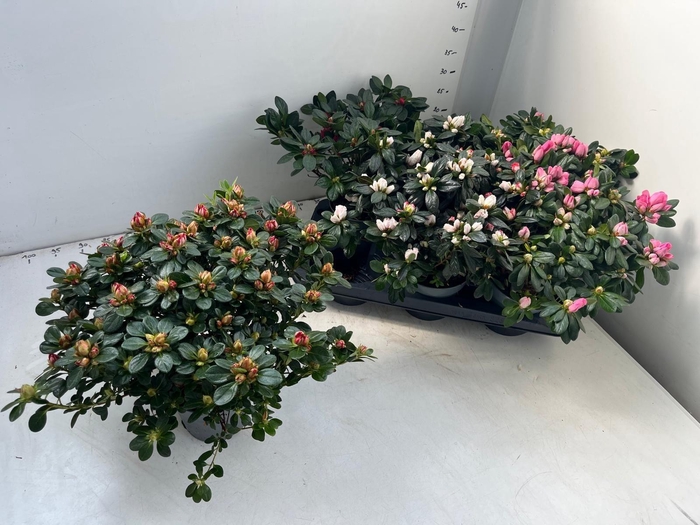 <h4>RHODO SI GEM</h4>