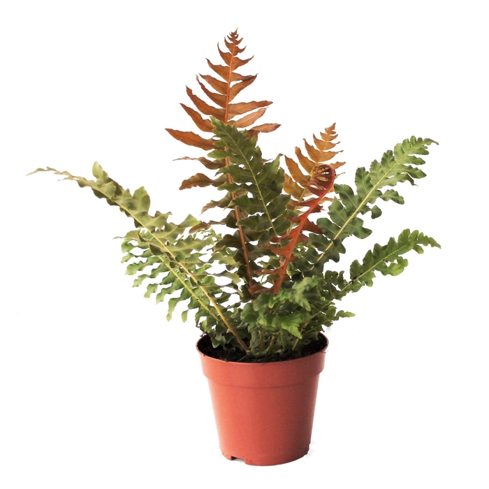 <h4>Blechnum Brasiliense 'Volcano'</h4>