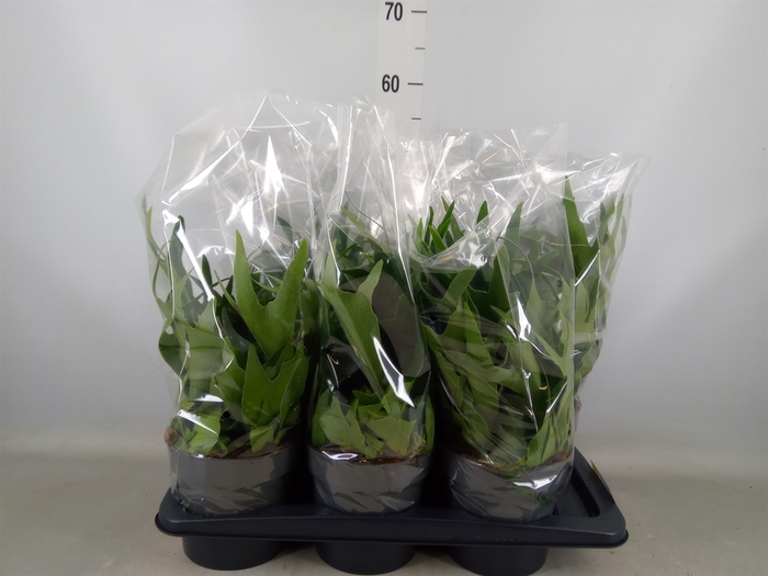 <h4>Platycerium bifurc.</h4>