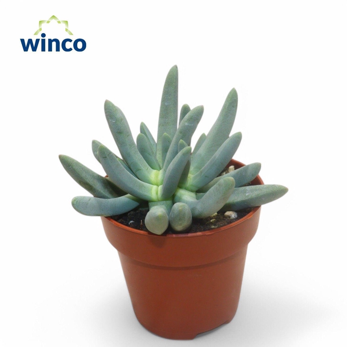 <h4>Cylindrophyllum Compothi</h4>