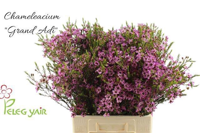 <h4>CHAME ME GRAND ADI</h4>