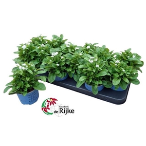 MYOS SY MON AMI WHIT