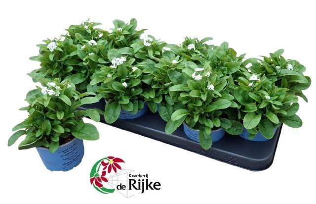 <h4>MYOS SY MON AMI WHIT</h4>