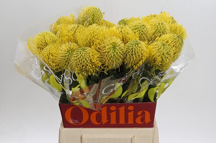 <h4>Nutans High Gold</h4>