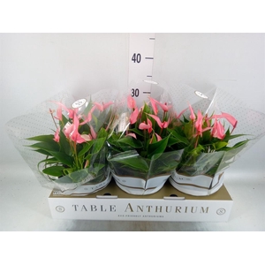 Anthurium andr. 'Lilli'