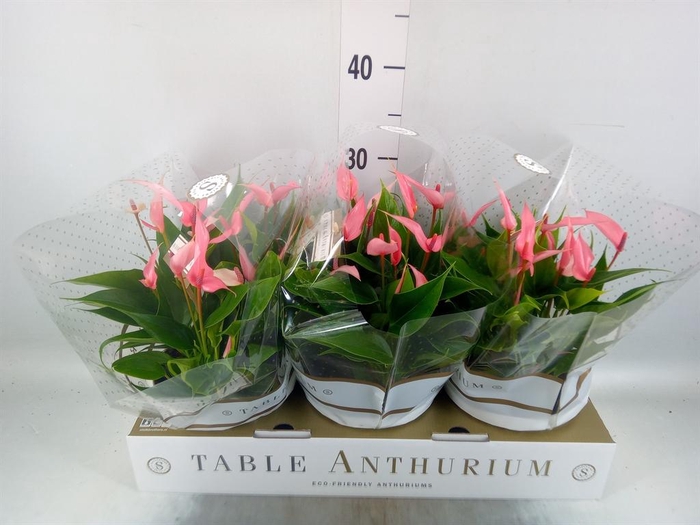 <h4>Anthurium andr. 'Lilli'</h4>