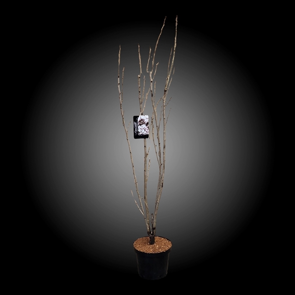 <h4>Prunus ser. 'Amanogawa' struik</h4>