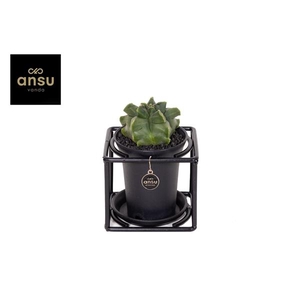 Astrophytum Myriostigma in design frame