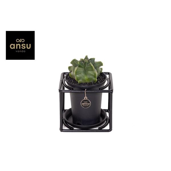 <h4>Astrophytum Myriostigma in design frame</h4>