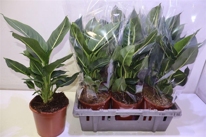 <h4>Dieff Green Magic</h4>