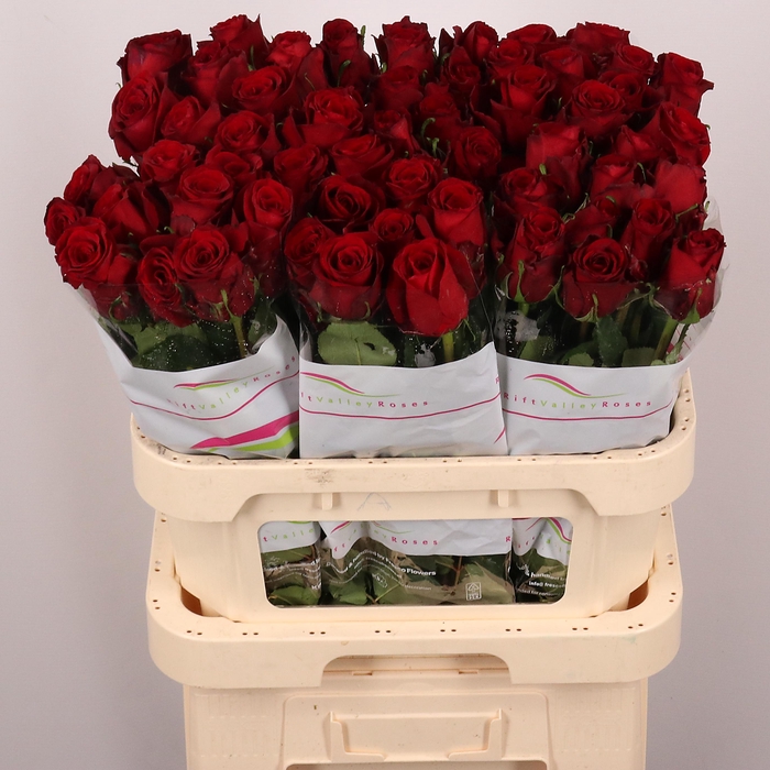 <h4>R GR RED BENTLEY</h4>