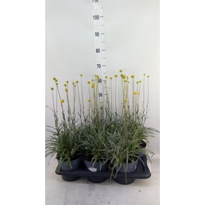 Craspedia globosa 'Golf Beauty'