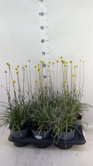 <h4>Craspedia globosa 'Golf Beauty'</h4>