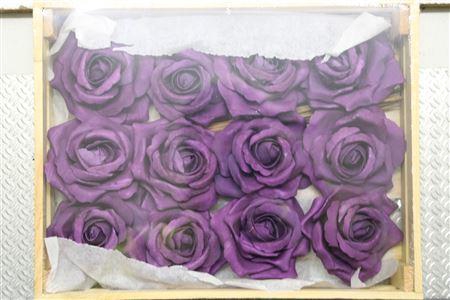 <h4>Zijden Roos Violet</h4>