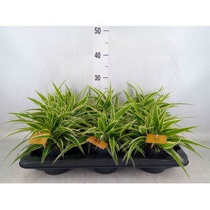 Chlorophytum com. 'Ocean'
