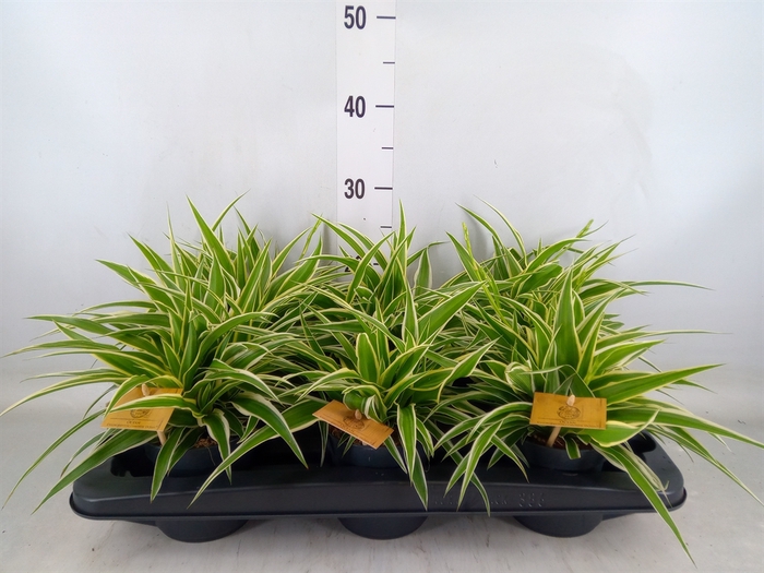 <h4>Chlorophytum com. 'Ocean'</h4>