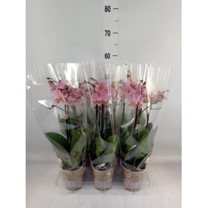 Phalaenopsis multi. 'Ant Treviso'