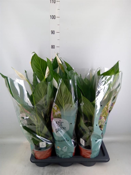 <h4>Spathiphyllum  'Bingo Cupido'</h4>