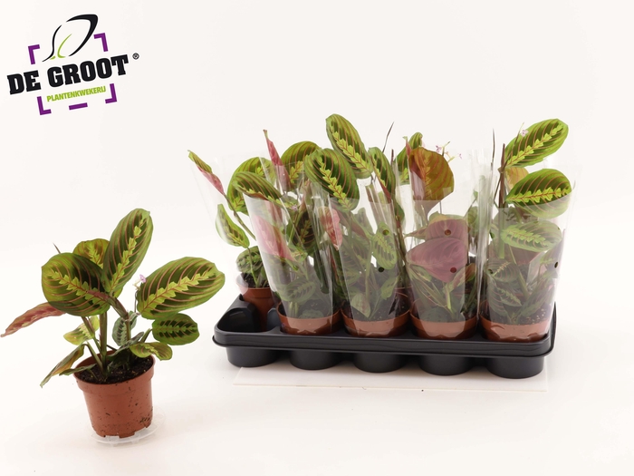 <h4>MARANTA FASCINATOR</h4>