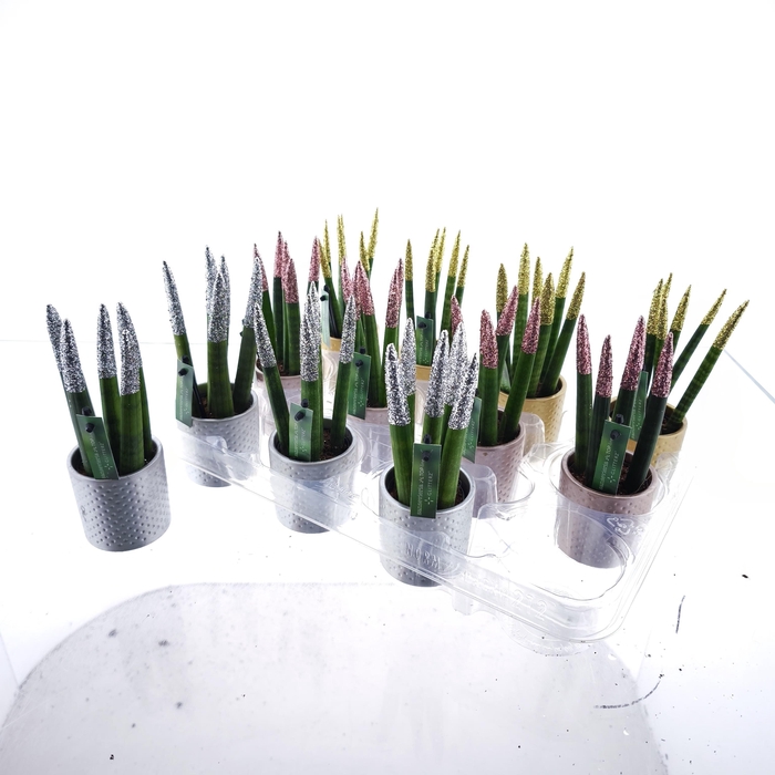 <h4>SANSEV CYLINDRICA OV</h4>